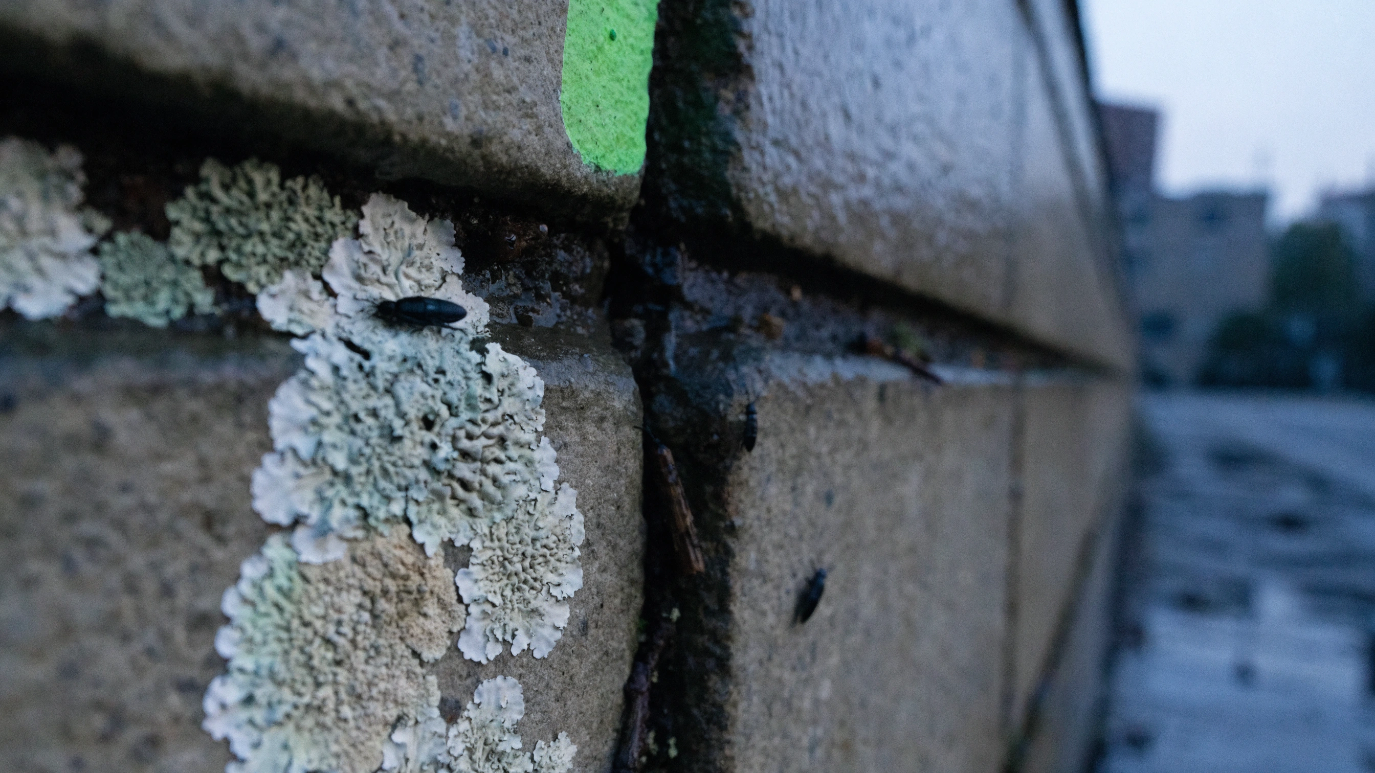 At dusk, the same concrete seam remains occupied after the researcher has left.